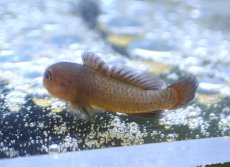画像2: 【海水魚・ハぜ】ヨゴレダルマハゼ（セブ島）【1匹】（±2.5-3cm） (サンプル画像）（生体）(海水魚) (2)