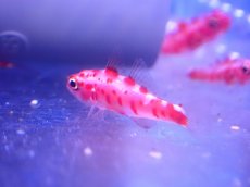 画像1: 【海水魚・ハゼ】【通販】レッドスポットゴビー【1匹】（±3cm） (サンプル画像）（生体）(海水魚) (1)