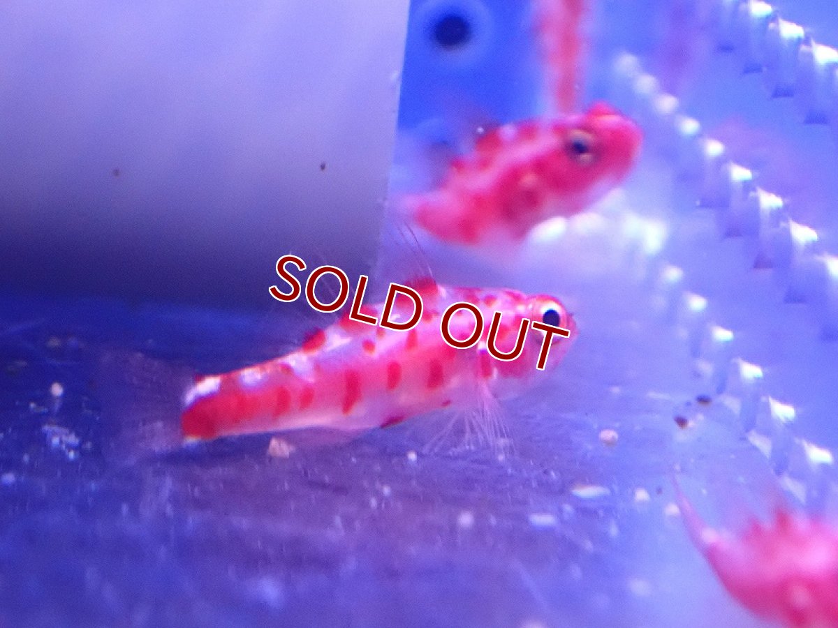 画像2: 【海水魚・ハゼ】レッドスポットゴビー【1匹】（±3cm） (サンプル画像）（生体）(海水魚) (2)