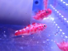 画像2: 【海水魚・ハゼ】【通販】レッドスポットゴビー【1匹】（±3cm） (サンプル画像）（生体）(海水魚) (2)