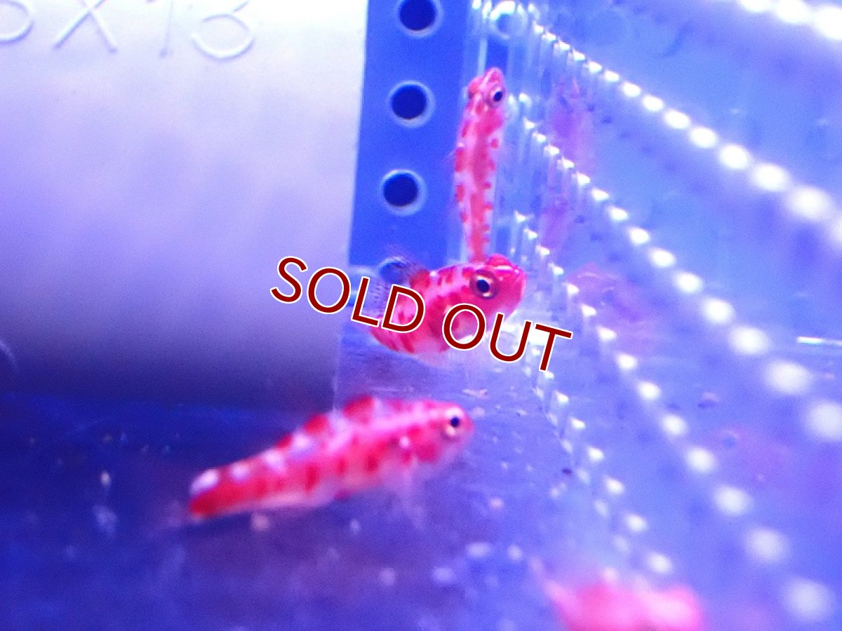 画像3: 【海水魚・ハゼ】レッドスポットゴビー【1匹】（±3cm） (サンプル画像）（生体）(海水魚) (3)