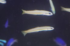 画像1: 【海水魚・ハゼ】【通販】 ゼブラハゼ（S-SMサイズ）【1匹】（±5-6cm） (サンプル画像）（生体）(海水魚) (1)