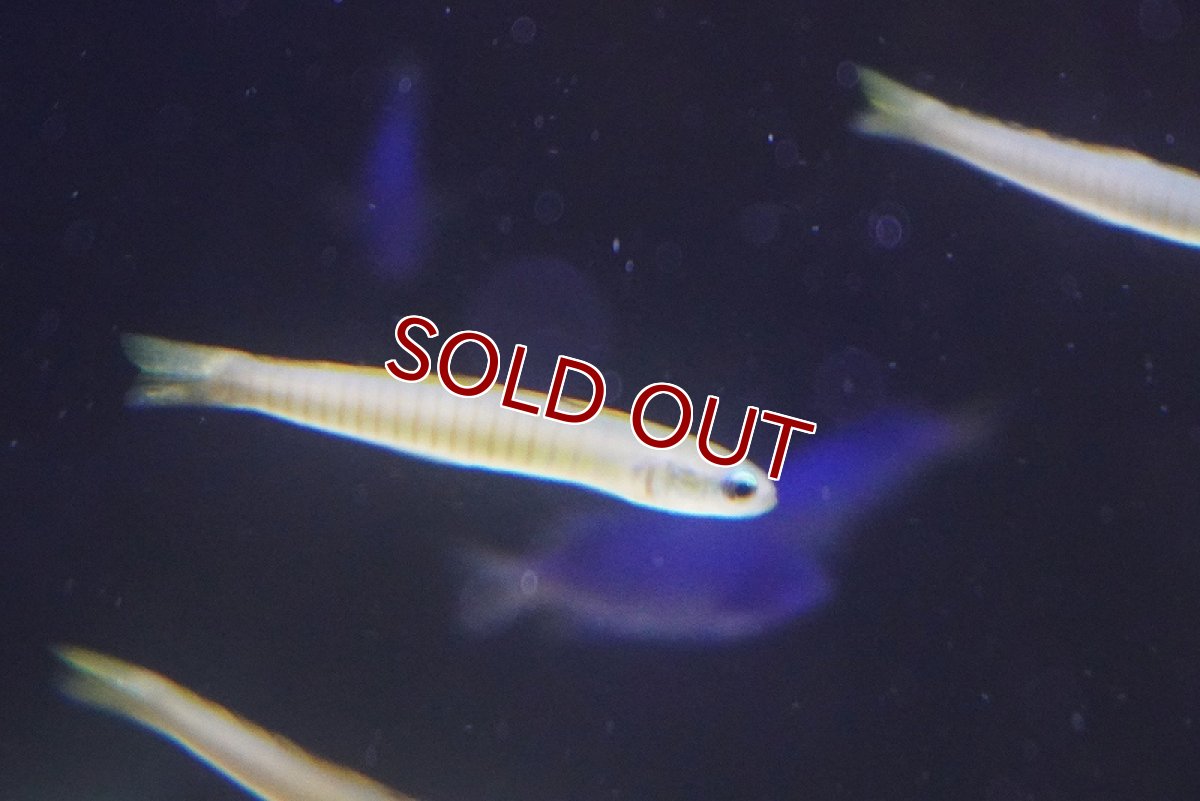 画像2: 【海水魚・ハゼ】【通販】 ゼブラハゼ（S-SMサイズ）【1匹】（±5-6cm） (サンプル画像）（生体）(海水魚) (2)