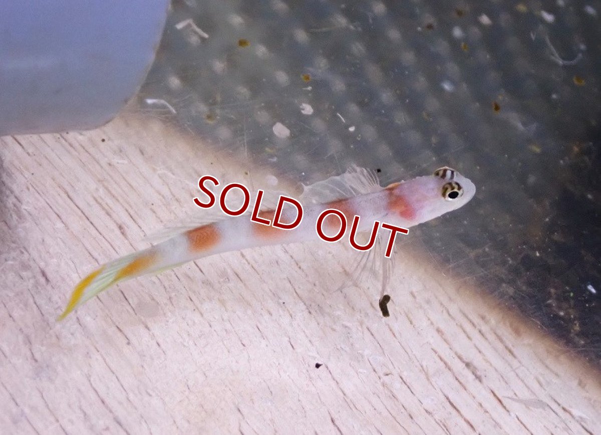 画像1: 【海水魚・ハゼ】【通販】ヤノダテハゼ【1匹】（±4-6cm）（サンプル画像）（生体）(海水魚) (1)