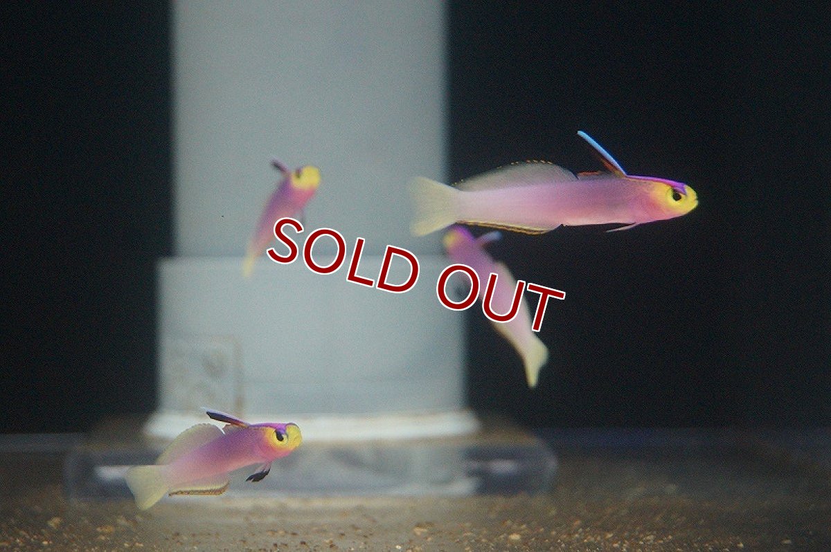 画像1: 【海水魚・ハゼ】【通販】パープルファイヤーゴビー（2匹セット）（±5-6cm） (サンプル画像）（生体）(海水魚) (1)