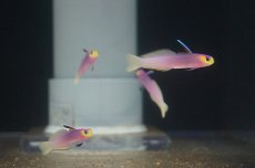 画像1: 【海水魚・ハゼ】【通販】パープルファイヤーゴビー（2匹セット）（±5-6cm） (サンプル画像）（生体）(海水魚) (1)
