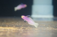 画像3: 【海水魚・ハゼ】【通販】パープルファイヤーゴビー（2匹セット）（±5-6cm） (サンプル画像）（生体）(海水魚) (3)