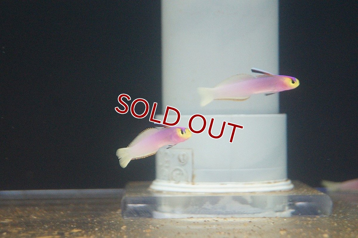 画像4: 【海水魚・ハゼ】【通販】パープルファイヤーゴビー（2匹セット）（±5-6cm） (サンプル画像）（生体）(海水魚) (4)