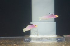 画像4: 【海水魚・ハゼ】【通販】パープルファイヤーゴビー（2匹セット）（±5-6cm） (サンプル画像）（生体）(海水魚) (4)