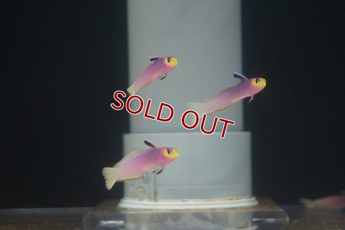 画像5: 【海水魚・ハゼ】【通販】パープルファイヤーゴビー（2匹セット）（±5-6cm） (サンプル画像）（生体）(海水魚) (5)