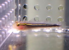 画像1: 【海水魚・ハぜ】【通販】ブリードイエローラインゴビー【1匹】（±3-4cm） (サンプル画像）（生体）(海水魚) (1)