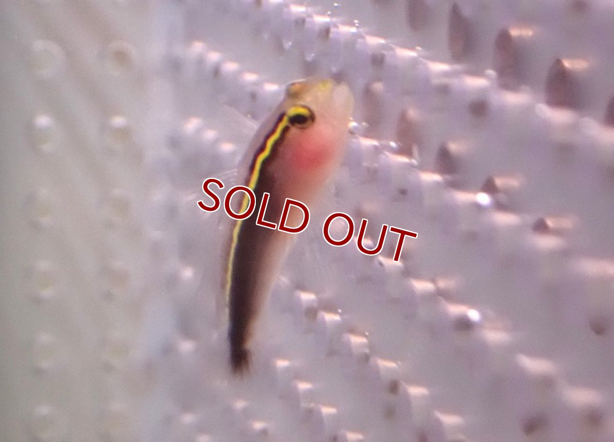 画像2: 【海水魚・ハぜ】【通販】ブリードイエローラインゴビー【1匹】（±3-4cm） (サンプル画像）（生体）(海水魚) (2)