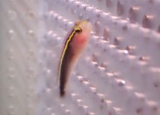 画像2: 【海水魚・ハぜ】【通販】ブリードイエローラインゴビー【1匹】（±3-4cm） (サンプル画像）（生体）(海水魚) (2)