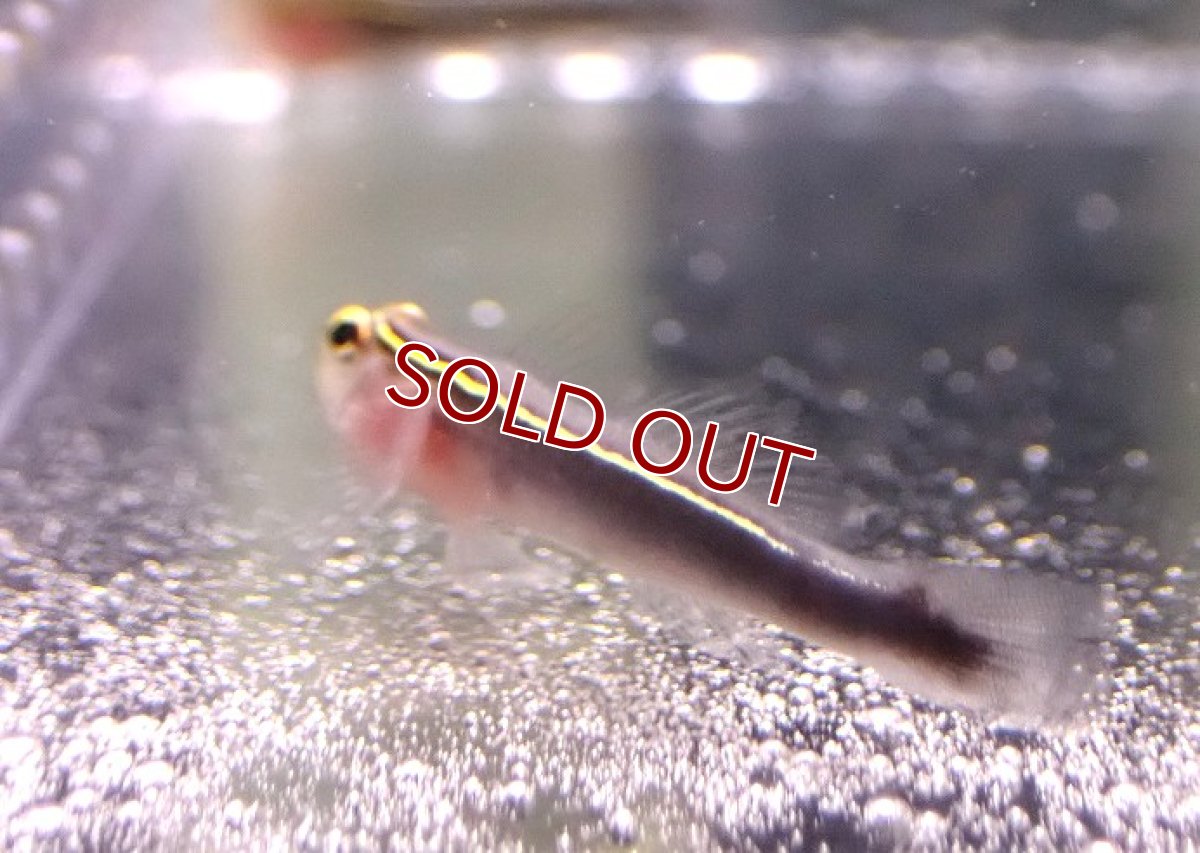 画像3: 【海水魚・ハぜ】【通販】ブリードイエローラインゴビー【1匹】（±3-4cm） (サンプル画像）（生体）(海水魚) (3)