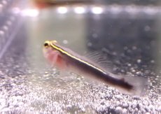画像3: 【海水魚・ハぜ】【通販】ブリードイエローラインゴビー【1匹】（±3-4cm） (サンプル画像）（生体）(海水魚) (3)