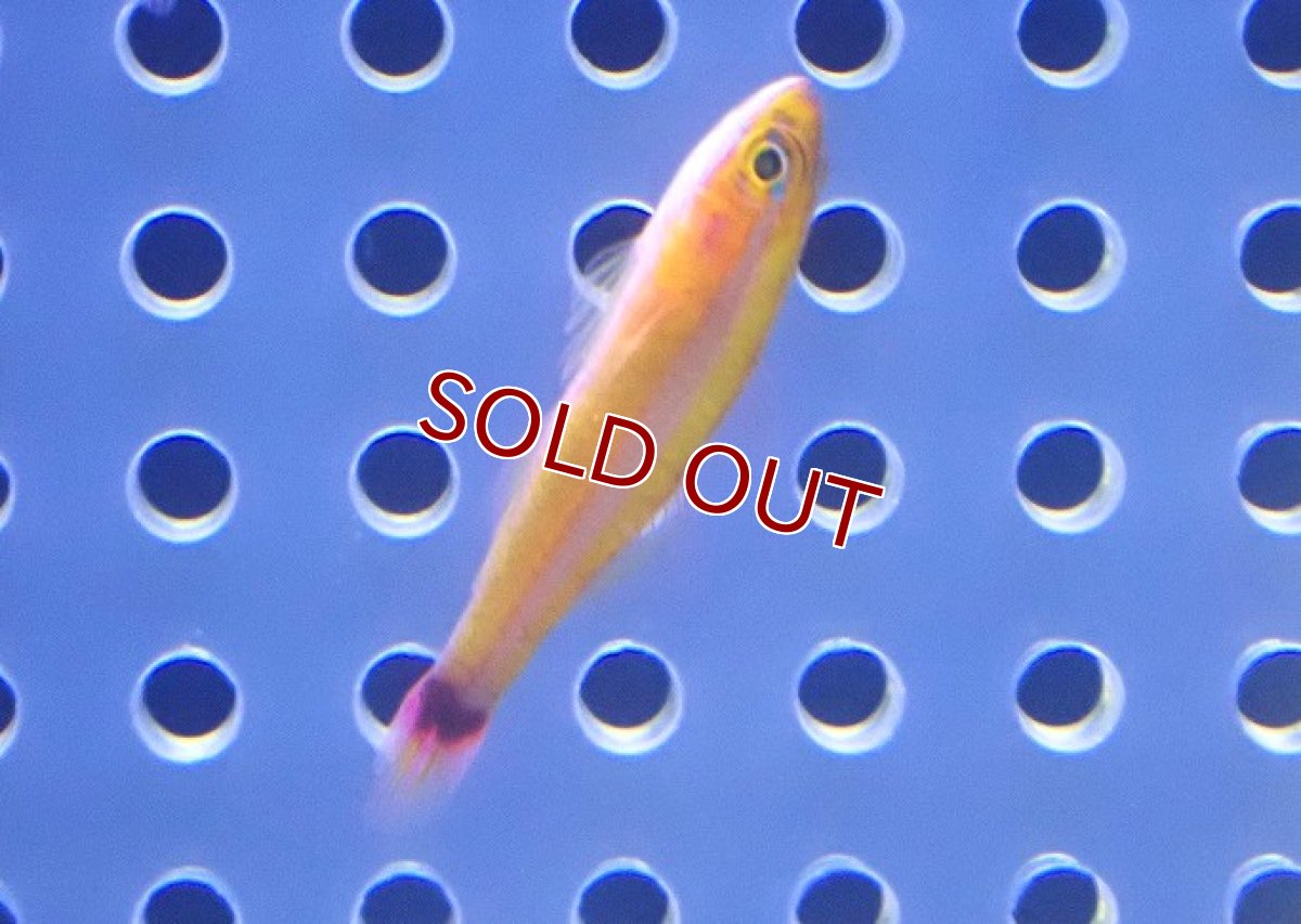 画像1: 【海水魚・ハぜ】【通販】【沖縄産】アオギハゼ【5匹セット】（±3cm） (サンプル画像）（生体）(海水魚) (1)