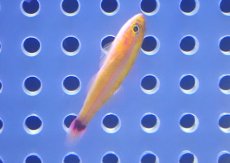 画像1: 【海水魚・ハぜ】【通販】【沖縄産】アオギハゼ【5匹セット】（±3cm） (サンプル画像）（生体）(海水魚) (1)
