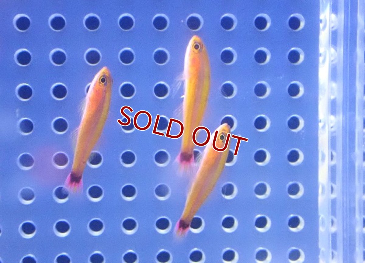 画像2: 【海水魚・ハぜ】【通販】【沖縄産】アオギハゼ【5匹セット】（±3cm） (サンプル画像）（生体）(海水魚) (2)