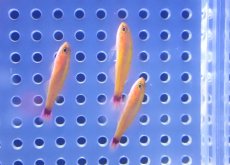 画像2: 【海水魚・ハぜ】【通販】【沖縄産】アオギハゼ【5匹セット】（±3cm） (サンプル画像）（生体）(海水魚) (2)
