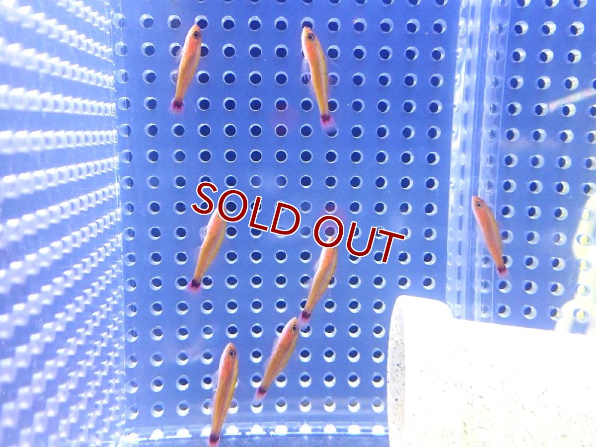 画像3: 【海水魚・ハぜ】【通販】【沖縄産】アオギハゼ【5匹セット】（±3cm） (サンプル画像）（生体）(海水魚) (3)