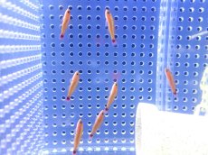 画像3: 【海水魚・ハぜ】【通販】【沖縄産】アオギハゼ【5匹セット】（±3cm） (サンプル画像）（生体）(海水魚) (3)