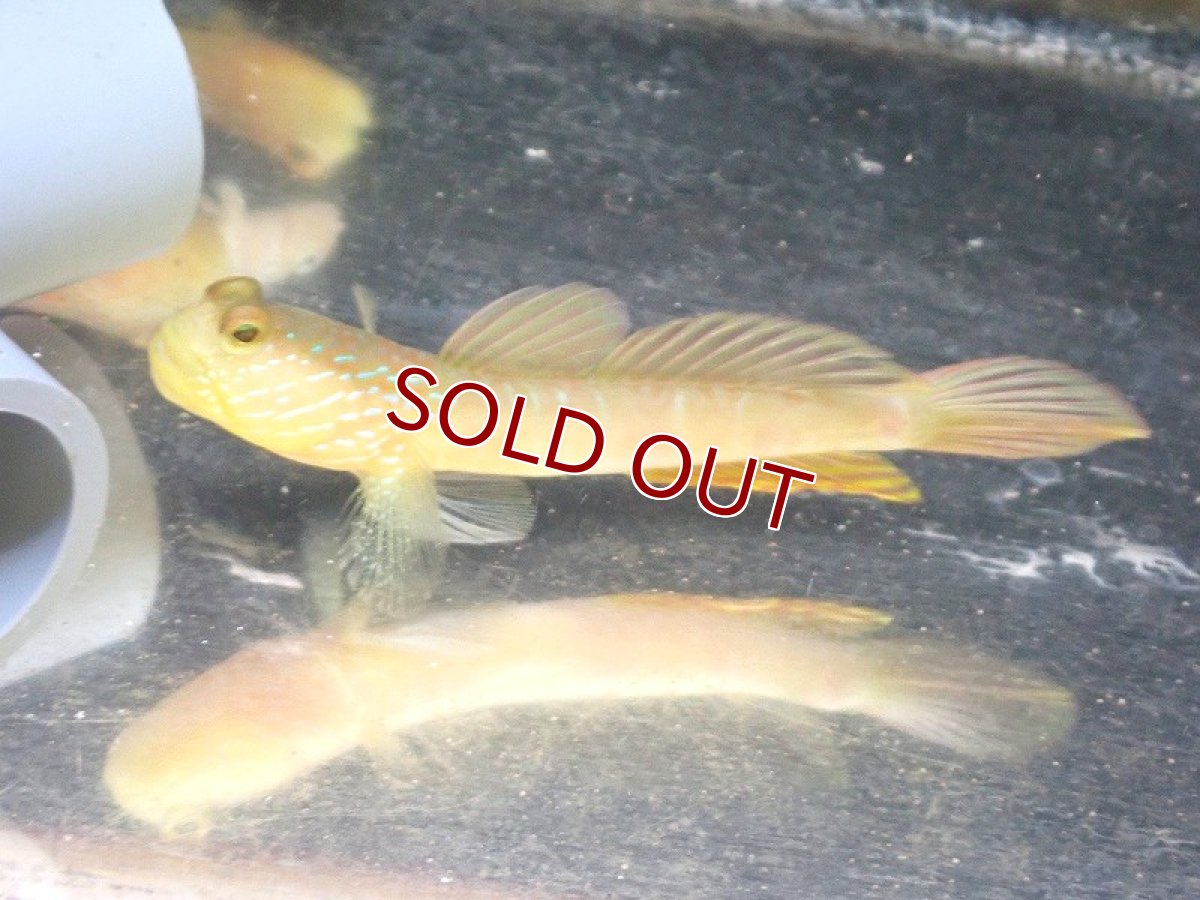 画像1: 【海水魚・ハゼ】【通販】ギンガハゼ（MLサイズ）【1匹】（±7-9cm） (サンプル画像）（生体）(海水魚) (1)