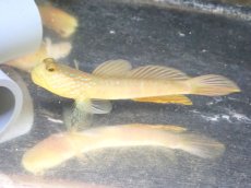 画像1: 【決算セール クーポンご利用で更に10％OFF対象商品】 【海水魚・ハゼ】【通販】ギンガハゼ（MLサイズ）【1匹】（±7-9cm） (サンプル画像）（生体）(海水魚) (1)