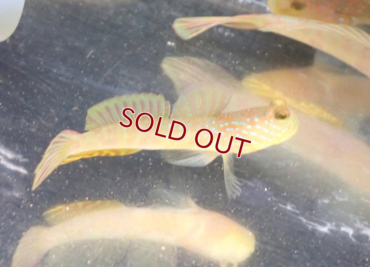 画像2: 【海水魚・ハゼ】【通販】ギンガハゼ（MLサイズ）【1匹】（±7-9cm） (サンプル画像）（生体）(海水魚) (2)