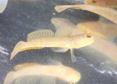 画像2: 【決算セール クーポンご利用で更に10％OFF対象商品】 【海水魚・ハゼ】【通販】ギンガハゼ（MLサイズ）【1匹】（±7-9cm） (サンプル画像）（生体）(海水魚) (2)