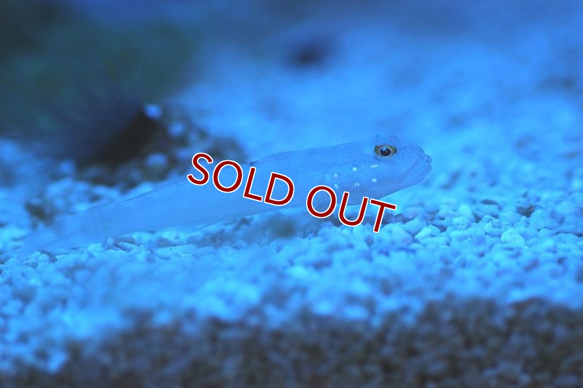 画像2: 【海水魚・ハゼ】ミズタマハゼ （２匹）±5-7cm(サンプル画像）（生体）(海水魚)（サンゴ） (2)