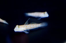 画像2: 【海水魚・ハゼ】【通販】オトメハゼ（２匹）(サンプル画像）（生体）(海水魚)（サンゴ） (2)