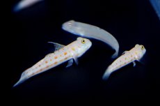 画像4: 【10%OFFクーポン対象商品】【海水魚・ハゼ】【通販】オトメハゼ（２匹）(サンプル画像）（生体）(海水魚)（サンゴ） (4)