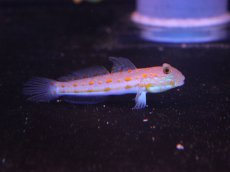 画像1: 【海水魚・ハゼ】【通販】オトメハゼ(1匹)(サンプル画像）（生体）(海水魚)（サンゴ） (1)