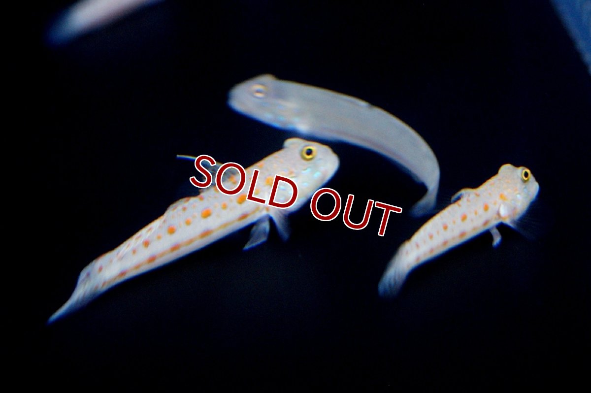 画像4: 【海水魚・ハゼ】オトメハゼ(1匹)(サンプル画像）（生体）(海水魚)（サンゴ） (4)