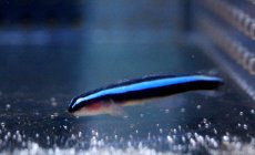 画像1: 【海水魚・ハゼ】【通販】ネオンゴビー(カリブ海)(1匹)±3-4cm(サンプル画像）（生体）(海水魚)（サンゴ） (1)