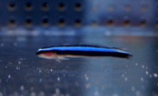 画像2: 【海水魚・ハゼ】【通販】ネオンゴビー(カリブ海)(1匹)±3-4cm(サンプル画像）（生体）(海水魚)（サンゴ） (2)