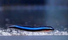 画像3: 【海水魚・ハゼ】【通販】ネオンゴビー(カリブ海)(1匹)±3-4cm(サンプル画像）（生体）(海水魚)（サンゴ） (3)