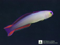 画像1: 【海水魚・ハゼ】【通販】アケボノハゼ（3匹）(サンプル画像）（生体）(海水魚)（サンゴ） (1)