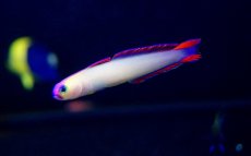 画像2: 【海水魚・ハゼ】【通販】アケボノハゼ（3匹）(サンプル画像）（生体）(海水魚)（サンゴ） (2)