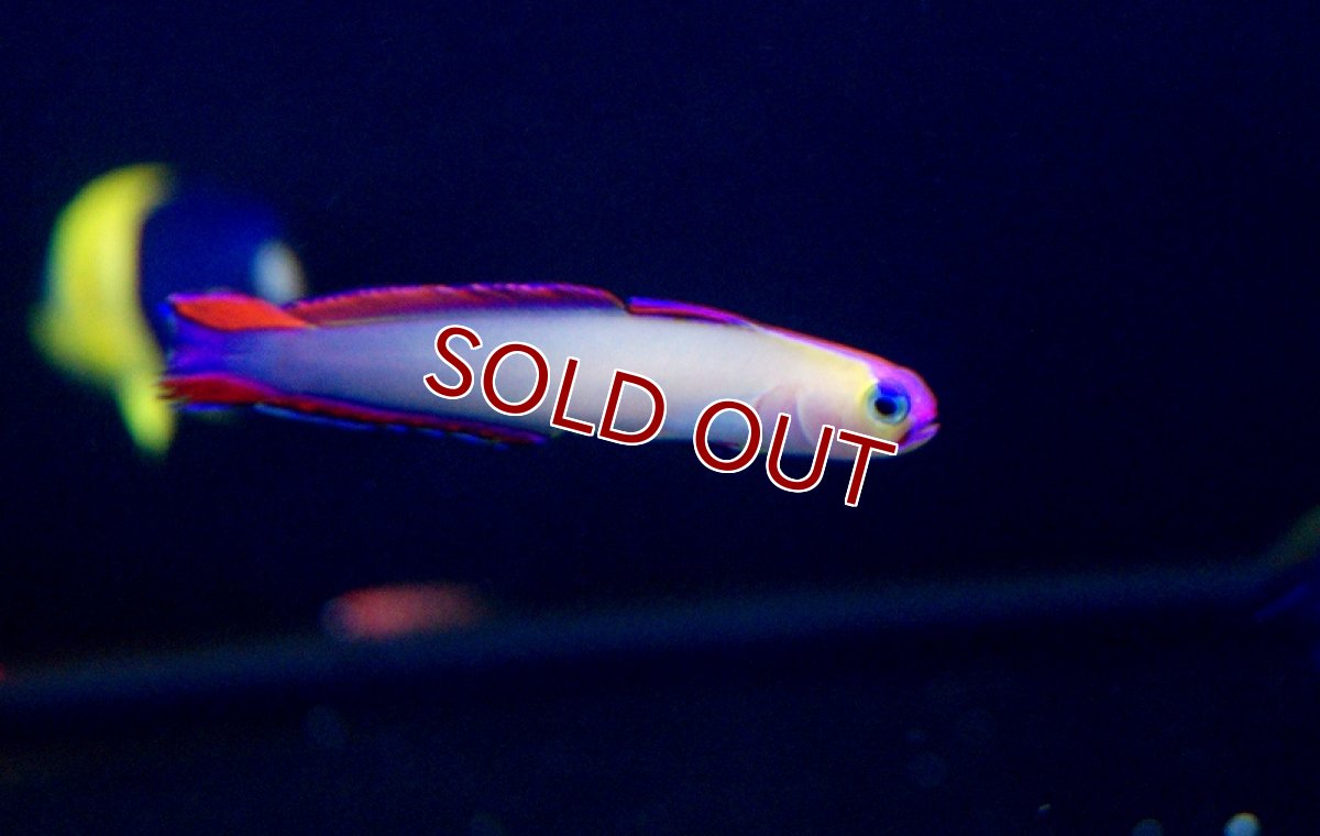 画像3: 【海水魚・ハゼ】アケボノハゼ（3匹）(サンプル画像）（生体）(海水魚)（サンゴ） (3)