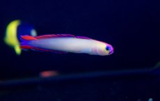 画像3: 【海水魚・ハゼ】【通販】アケボノハゼ（3匹）(サンプル画像）（生体）(海水魚)（サンゴ） (3)