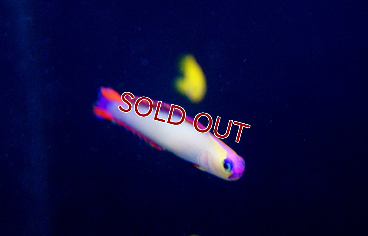 画像4: 【海水魚・ハゼ】アケボノハゼ（3匹）(サンプル画像）（生体）(海水魚)（サンゴ） (4)