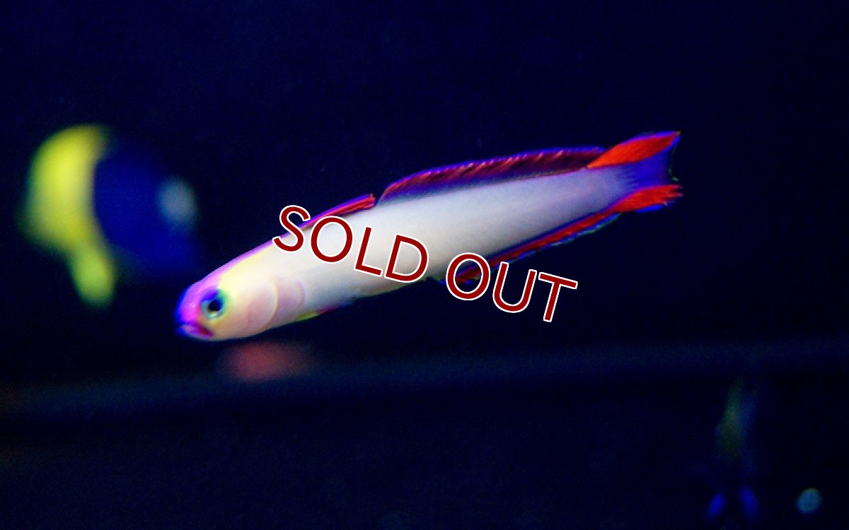 画像2: 【海水魚・ハゼ】アケボノハゼ(1匹)(サンプル画像）（生体）(海水魚)（サンゴ） (2)