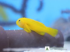 画像1: 【海水魚】【通販】キイロサンゴハゼ（3匹）(サンプル画像）（生体）(海水魚)（サンゴ） (1)