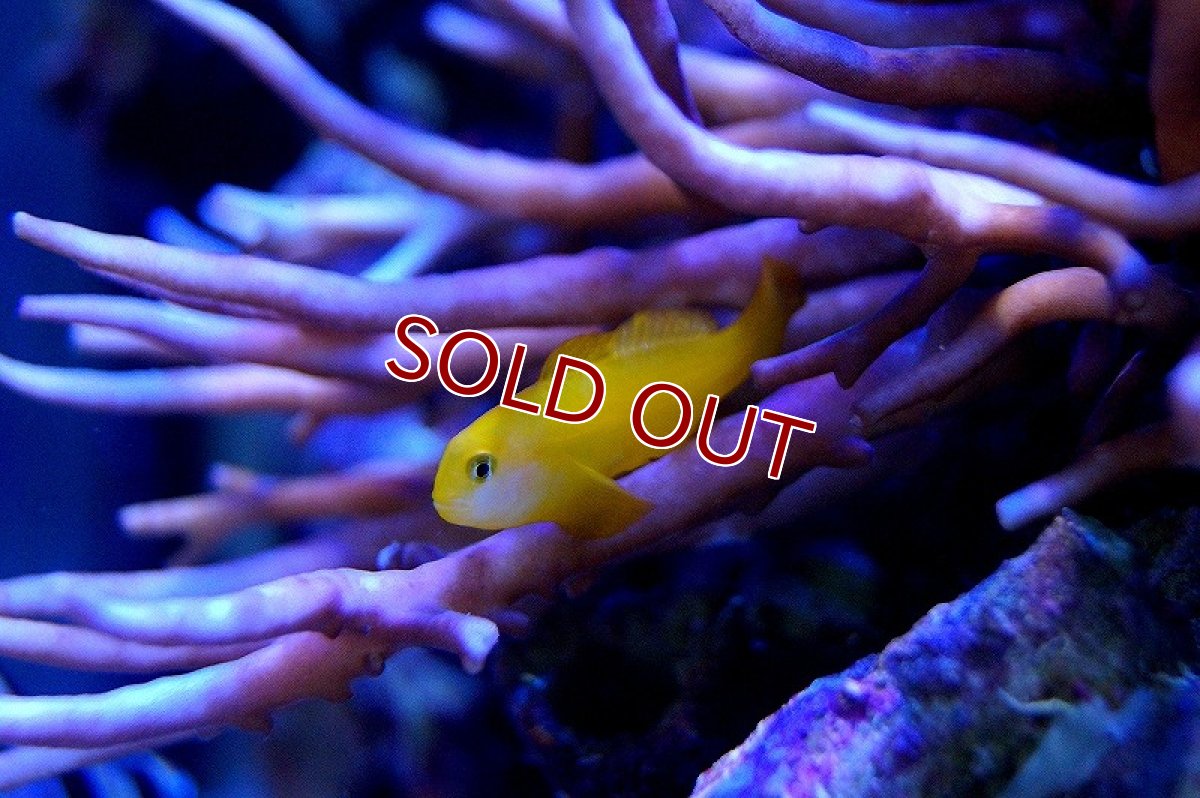 画像3: 【海水魚】キイロサンゴハゼ(1匹)(サンプル画像）（生体）(海水魚)（サンゴ） (3)