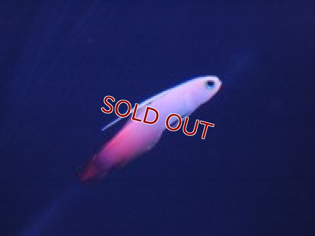 画像3: 【海水魚】ハタタテハゼ(3匹)(サンプル画像)(生体)(海水魚)(サンゴ) (3)