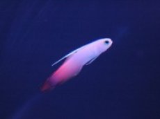 画像3: 【海水魚】【通販】ハタタテハゼ（3匹）(サンプル画像）（生体）(海水魚)（サンゴ） (3)