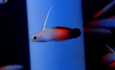 画像4: 【海水魚】【通販】ハタタテハゼ（3匹）(サンプル画像）（生体）(海水魚)（サンゴ） (4)