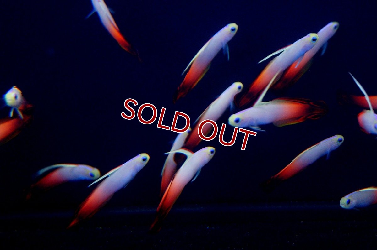 画像5: 【海水魚】ハタタテハゼ(3匹)(サンプル画像)(生体)(海水魚)(サンゴ) (5)