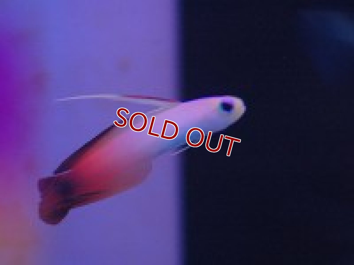 画像2: 【海水魚】ハタタテハゼ （5匹）(サンプル画像）（生体）(海水魚)（サンゴ） (2)